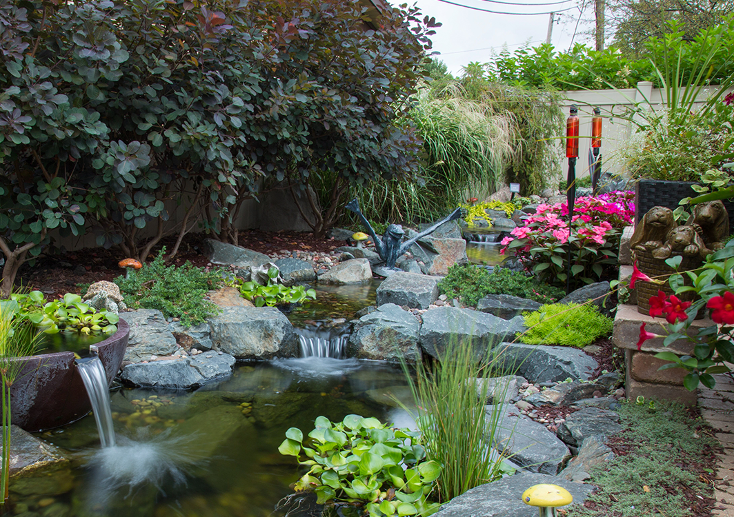 Natural Pond with waterfall in Bellevue, Washington. Pond Installation Service near me provided by Seattle Pond and Fountain.