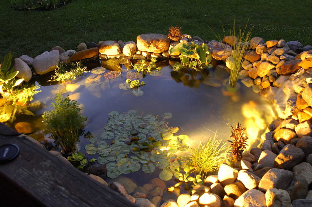 Beautiful Koi Pond in Bellevue, Washington. Maintenance provided by Seattle Pond and Fountain
